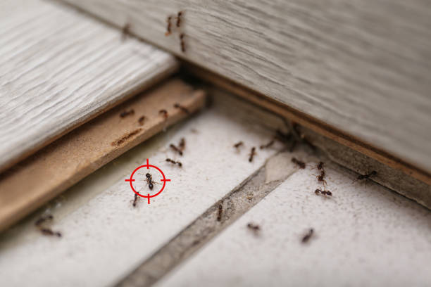 Best Exterminator Services  in Buhl, MN