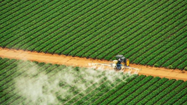 Best Pest Removal Services  in Buhl, MN