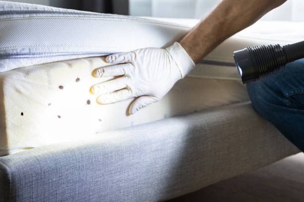 Best Pest Prevention Services  in Buhl, MN