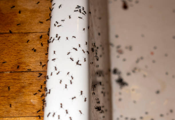 Wasp Removal Services in Buhl, MN